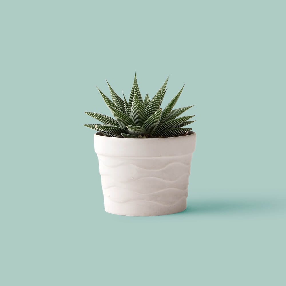 Gallery & Boxed - Görsel 3